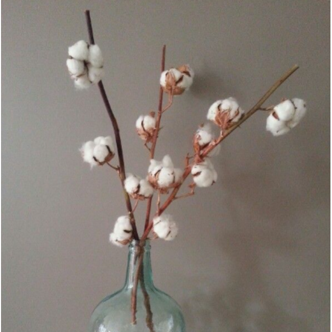 Natural cotton branches | 4 - 5 white cotton bolls per branch | ± Length 45 centimetres