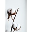 Natural cotton branches | 4 - 5 white cotton bolls per branch | ± Length 45 centimetres