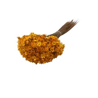 Casa Alegria Orange Glixia Trockenblumen | Länge ± 50 Zentimeter | Gewicht ± 50 Gramm