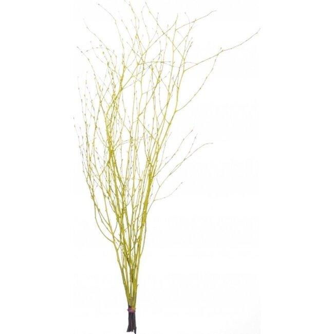 Gele Berkentakken | Lengte ± 60 centimeter | Per 10 takken