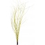 Branches de bouleau jaune | Longueur ± 60 centimètres | Par 10 branches