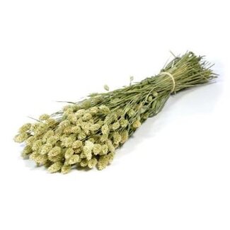 Dutch Dried Naturel groene Phalaris droogbloemen | Lengte ± 65 centimeter | Gewicht ± 150 gram