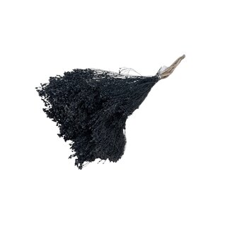 Dutch Dried Schwarze Broom Bloom Trockenblumen | Länge ± 50 Zentimeter | Gewicht 100 Gramm