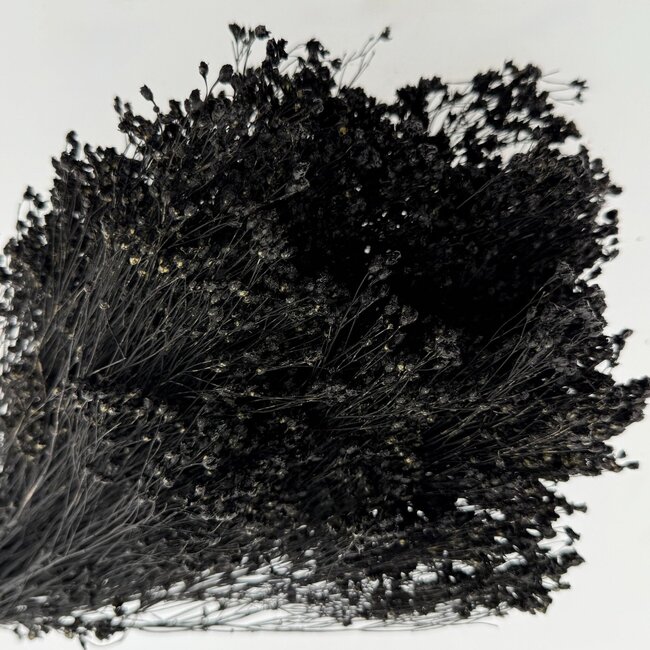 Bloom de Broom Noir fleurs séchées | Longueur ± 50 centimètres | Poids 100 grammes