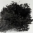Bloom de Broom Noir fleurs séchées | Longueur ± 50 centimètres | Poids 100 grammes