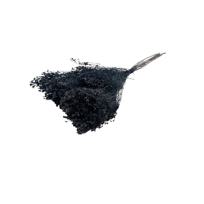 Black Broom Bloom dried flowers | Length ± 50 centimetres | Weight 100 grams
