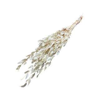 Dutch Dried Wit gebleekte Baby Lunaria droogbloemen | Lengte ± 65 centimeter | Gewicht ± 100 gram