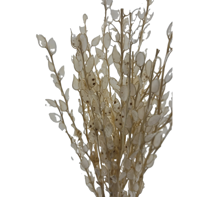 Weiß gebleichte Baby-Lunaria-Trockenblumen | Länge ± 65 Zentimeter | Gewicht ± 100 Gramm