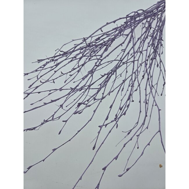 Lilac Misty Branches de Bouleau | Longueur ± 60 centimètres | Par 10 branches