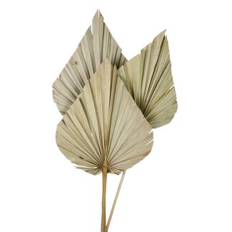 Casa Alegria Natural Palm Spear Giant | Length ± 50 centimetres | Per 3 stems