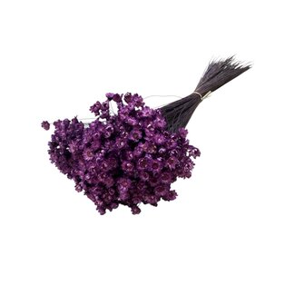 Casa Alegria Fleurs séchées Glixia violettes Milka | Longueur ± 50 centimètres | Poids ± 50 grammes