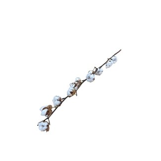 Dutch Dried Natürliche Baumwollzweige | 8 - 9 weiße Baumwollkugeln pro Zweig | ± Länge 65 Zentimeter