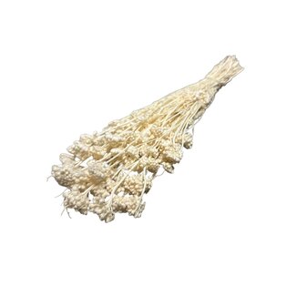 Casa Alegria White bleached Lonas Annua dried flowers | Length ± 50 centimetres | Weight ± 100 grams
