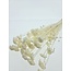 White bleached Lonas Annua dried flowers | Length ± 50 centimetres | Weight ± 100 grams