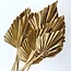 Gold-coloured dried Palm Spear | Length ± 45 centimetres | Per 5 stems