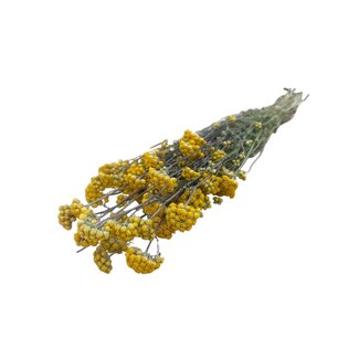 Dutch Dried Naturel gele Lonas Aanua droogbloemen | Lengte ± 50 centimeter | Gewicht ± 100 gram