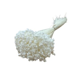 Casa Alegria Wit gebleekte Glixia droogbloemen | Lengte ± 50 centimeter | Gewicht ± 50 gram