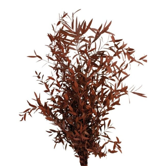 Rode Eucalyptus Parvifolia | Gepreserveerd | Lengte ± 60 centimeter | Gewicht ± 150 gram