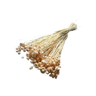 Dutch Dried Fleurs séchées Happy Flower couleur terre | Longueur ± 45 centimètres | Poids ± 100 grammes