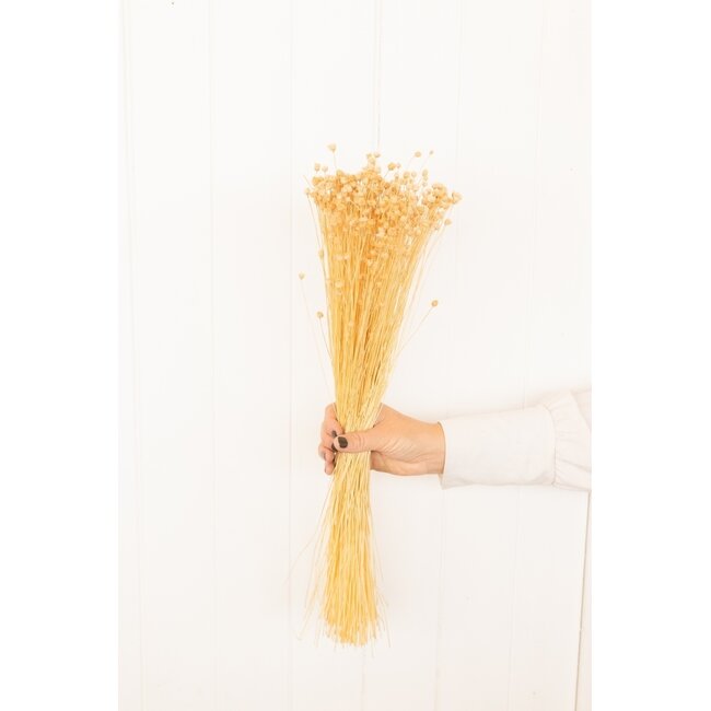 Terrakleurige Happy Flower droogbloemen | Lengte ± 45 centimeter | Gewicht ± 100 gram