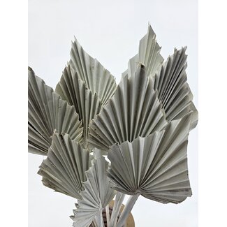 Dutch Dried Wit gedroogde Palm Speer | Lengte ± 45 centimeter | Per 10 takken