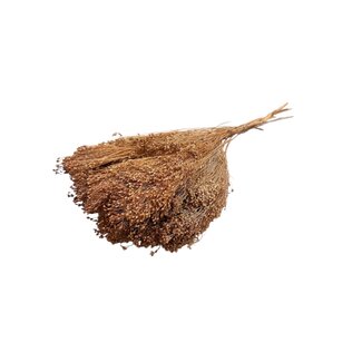 Dutch Dried Fleurs séchées Broom Bloom brun clair | Longueur ± 55 centimètres | Poids 100 grammes