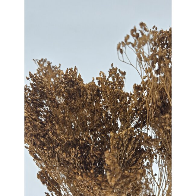 Lichtbruine Broom Bloom droogbloemen | Lengte ± 55 centimeter | Gewicht 100 gram