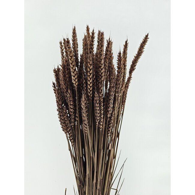Hellbraune Triticum - Weizen Trockenblumen | Länge ± 70 Zentimeter | Gewicht ± 175 Gramm