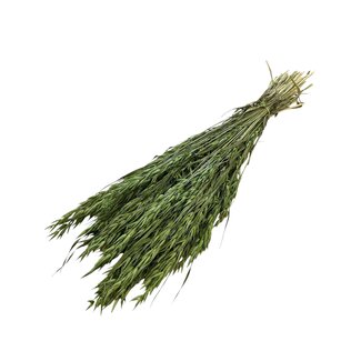 Dutch Dried Green Avena Oat dried flowers | Length ± 70 centimetres | Weight 150 grams
