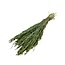 Green Avena Oats dried flowers | Length ± 70 centimetres | Weight 150 grams