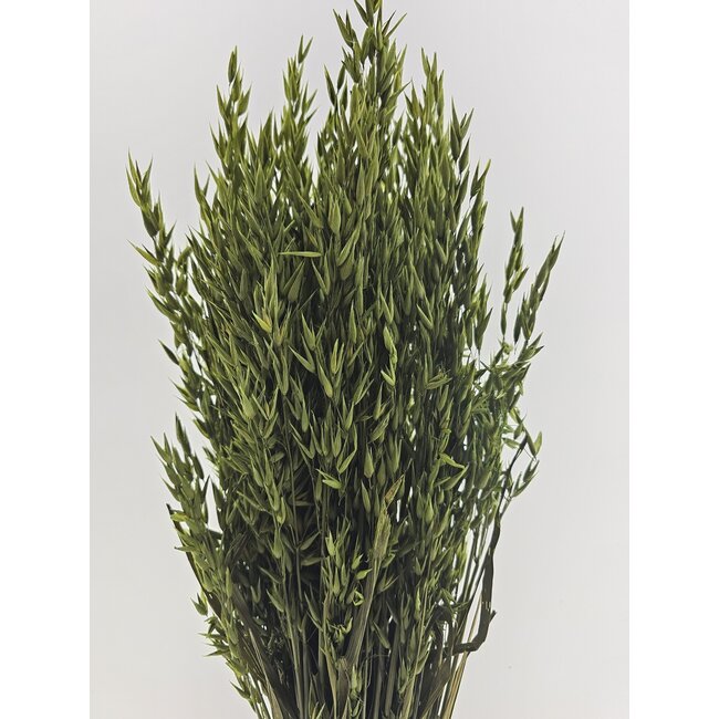 Groene Avena Haver droogbloemen | Lengte ± 70 centimeter | Gewicht 150 gram