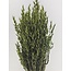 Avena verte avoine fleurs séchées | Longueur ± 70 centimètres | Poids 150 grammes