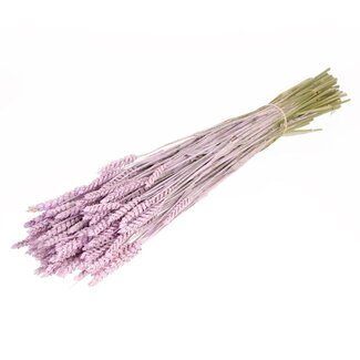 Dutch Dried Lilac Misty Triticum - Tarwe droogbloemen | Lengte ± 70 centimeter | Gewicht ± 175 gram