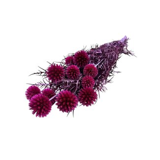 Casa Alegria Fuchsia Echinops gepreserveerde bloemen | Lengte ± 65 centimeter | Gewicht ± 350 gram