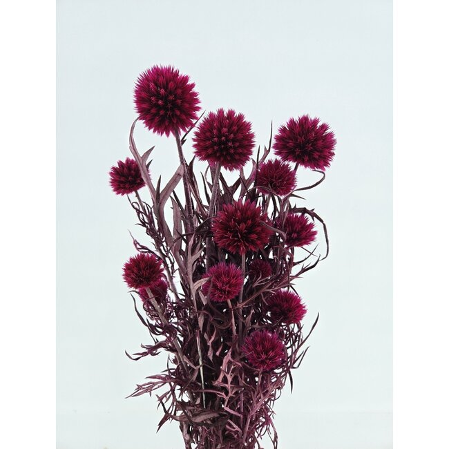 Fuchsia Echinops gepreserveerde bloemen | Lengte ± 65 centimeter | Gewicht ± 350 gram