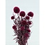 Fleurs préservées Fuchsia Echinops | Longueur ± 65 centimètres | Poids ± 350 grammes