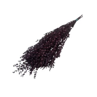 Dutch Dried Red Eucalyptus Cinerea | Preserved |  | Length ± 50 centimetres | Weight ± 150 grams