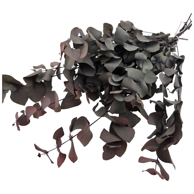 Rode Eucalyptus Cinerea | Gepreserveerd | Lengte ± 50 centimeter | Gewicht ± 150 gram