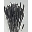 Zwarte Triticum - Tarwe droogbloemen | Lengte ± 70 centimeter | Gewicht ± 175 gram