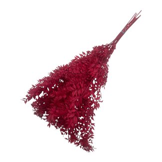 Dutch Dried Ruscus rouge fleurs séchées | Longueur ± 65 centimètres | Poids ± 100 grammes