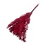 Rode Ruscus droogbloemen | Lengte ± 65 centimeter | Gewicht ± 100 gram