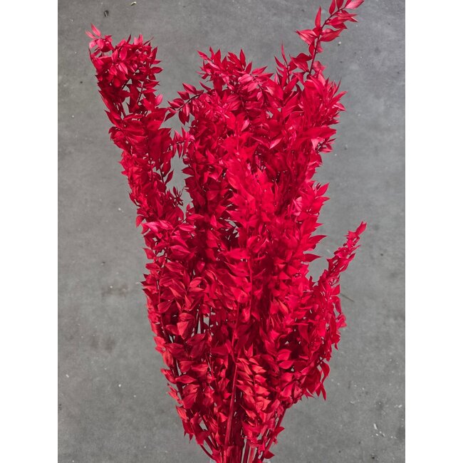 Roter Ruscus Trockenblumen | Länge ± 65 Zentimeter | Gewicht ± 100 Gramm