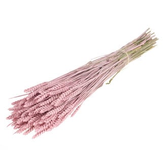 Dutch Dried Pink Misty Triticum - Tarwe droogbloemen | Lengte ± 70 centimeter | Gewicht ± 175 gram