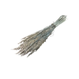 Dutch Dried Korallenfarbene Avena Hafer Trockenblumen | Länge ± 70 Zentimeter | Gewicht 150 Gramm