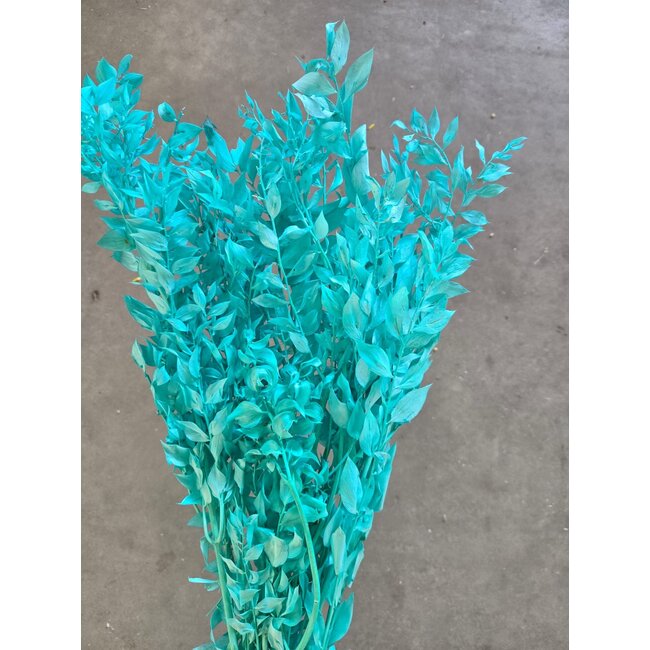 Aqua blauwe Ruscus droogbloemen | Lengte ± 65 centimeter | Gewicht ± 100 gram