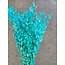 Aqua blauwe Ruscus droogbloemen | Lengte ± 65 centimeter | Gewicht ± 100 gram