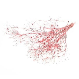 Dutch Dried Pink Bupleurum dried flowers | Length ± 55 centimetres | Weight ± 50 grams