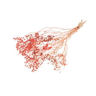 Dutch Dried Orange Bupleurum dried flowers | Length ± 55 centimetres | Weight ± 50 grams