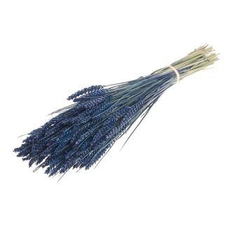 Dutch Dried Dark Blue Triticum - Wheat Dried Flowers | Length ± 70 centimetres | Weight ± 175 grams