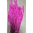 Lila Triticum - Tarwe droogbloemen | Lengte ± 70 centimeter | Gewicht ± 175 gram